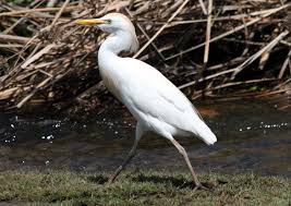 Attēlu rezultāti vaicājumam “Bubulcus ibis”