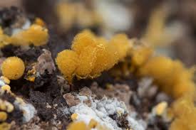 Attēlu rezultāti vaicājumam “Hemitrichia calyculata”