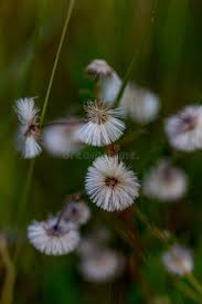 Attēlu rezultāti vaicājumam “Tussilago farfara flower”