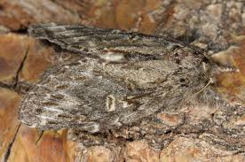 Attēlu rezultāti vaicājumam “Peridea anceps”