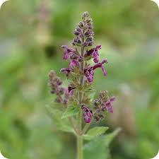 Attēlu rezultāti vaicājumam “Stachys sylvatica”