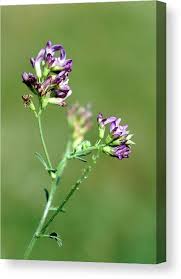 Attēlu rezultāti vaicājumam “Astragalus danicus flower”