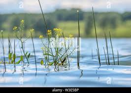 Attēlu rezultāti vaicājumam “Rorippa amphibia leaf”