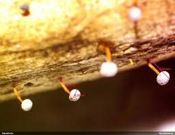 Attēlu rezultāti vaicājumam “Didymium megalosporum macro”