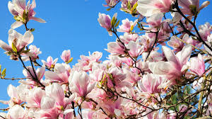 Attēlu rezultāti vaicājumam “Magnolia”