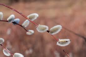 Attēlu rezultāti vaicājumam “Salix caprea bud”
