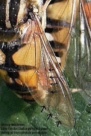 Attēlu rezultāti vaicājumam “Helophilus pendulus”