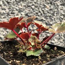 Attēlu rezultāti vaicājumam “Saxifraga cymbalaria fruit”