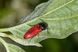 Attēlu rezultāti vaicājumam “Ampedus sanguineus”