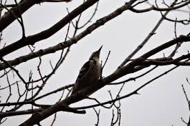 Attēlu rezultāti vaicājumam “Dendrocopos leucotos male”