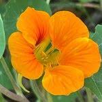 Image result for Tropaeolum minus