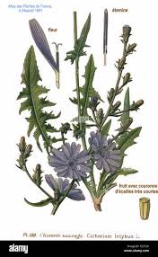 Image result for Cichorium intybus