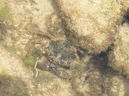 Image result for Eriphia verrucosa