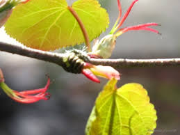 Attēlu rezultāti vaicājumam “Cercidiphyllum japonicum flower”