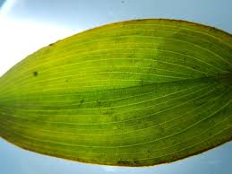 Attēlu rezultāti vaicājumam “Potamogeton trichoides leaf”