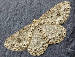 Attēlu rezultāti vaicājumam “Ectropis crepuscularia”