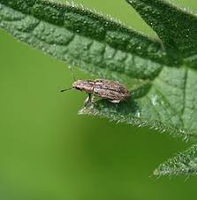 Attēlu rezultāti vaicājumam “Sitona sp.”