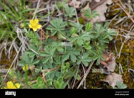 Attēlu rezultāti vaicājumam “Potentilla reptans flower”