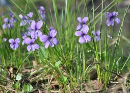 Attēlu rezultāti vaicājumam “Viola uliginosa”