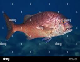 Image result for Pagrus