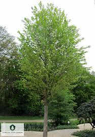 Attēlu rezultāti vaicājumam “Acer saccharinum”