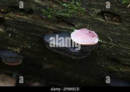 Attēlu rezultāti vaicājumam “Fomitopsis rosea”