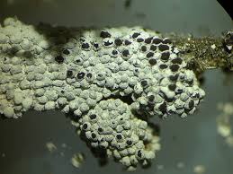 Attēlu rezultāti vaicājumam “Didymiaceae”