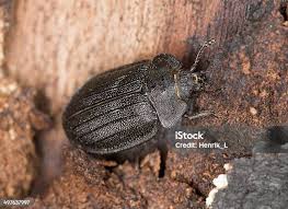 Attēlu rezultāti vaicājumam “Anostirus castaneus”