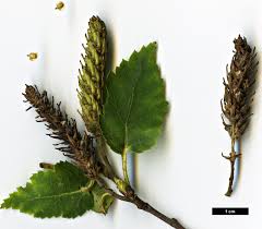 Attēlu rezultāti vaicājumam “Betula humilis female flower”