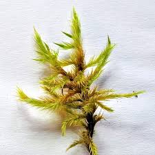 Attēlu rezultāti vaicājumam “Tomentypnum nitens”