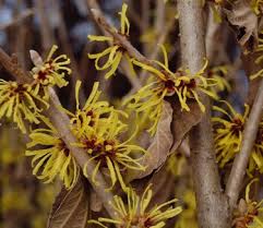 Attēlu rezultāti vaicājumam “Hamamelis mollis”