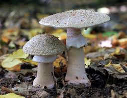 Attēlu rezultāti vaicājumam “Amanita rubescens”