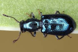 Attēlu rezultāti vaicājumam “Korynetes caeruleus”