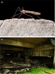 Attēlu rezultāti vaicājumam “Trichocera regelationis”