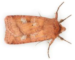 Attēlu rezultāti vaicājumam “Diarsia brunnea”