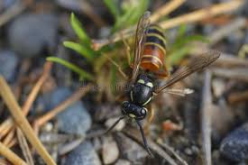 Attēlu rezultāti vaicājumam “Vespula rufa”