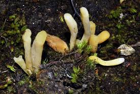 Attēlu rezultāti vaicājumam “Clavaria sphagnicola”