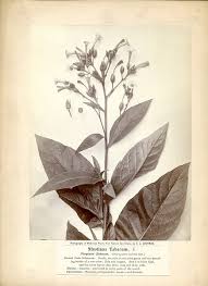 Attēlu rezultāti vaicājumam “Nicotiana tabacum”