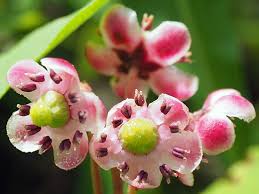 Attēlu rezultāti vaicājumam “Chimaphila umbellata fruit”
