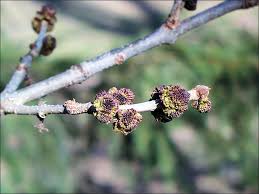 Attēlu rezultāti vaicājumam “Fraxinus pennsylvanica male flower”