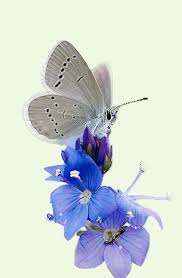 Attēlu rezultāti vaicājumam “Cupido minimus underside”