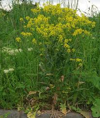 Attēlu rezultāti vaicājumam “Bunias orientalis flower”