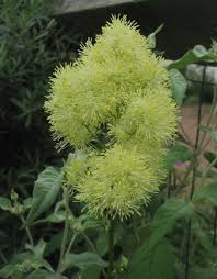 Attēlu rezultāti vaicājumam “Thalictrum lucidum leaf”