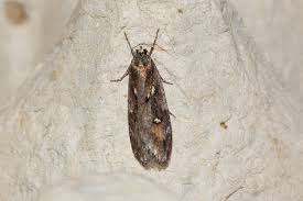 Attēlu rezultāti vaicājumam “Semioscopis avellanella imago”