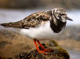 Attēlu rezultāti vaicājumam “Arenaria interpres”