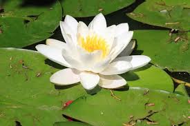 Attēlu rezultāti vaicājumam “Nymphaea alba flower”