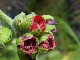 Attēlu rezultāti vaicājumam “Cynoglossum officinale flower”