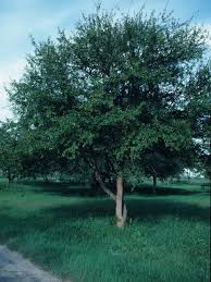 Attēlu rezultāti vaicājumam “Lycogala botrydium sessile”