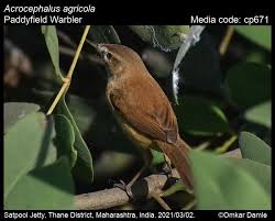 Image result for Acrocephalus agricola