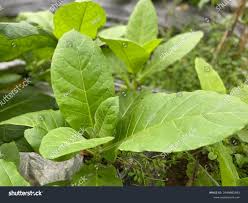 Attēlu rezultāti vaicājumam “Nicotiana tabacum leaf”